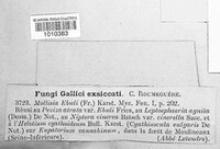 Pyrenopeziza ebuli image